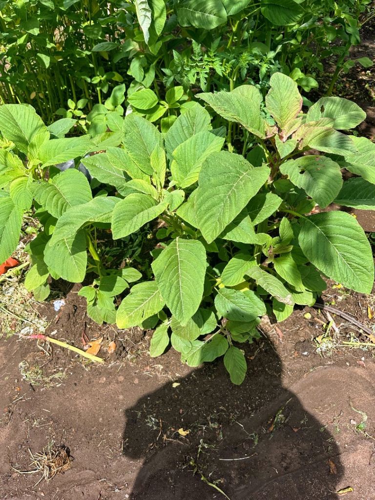 Amaranth’s got African Carrebean