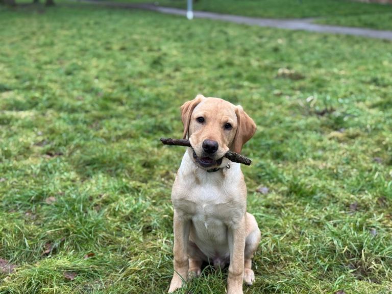 5-Month-Old Labrador Puppy Looking for a Loving Home