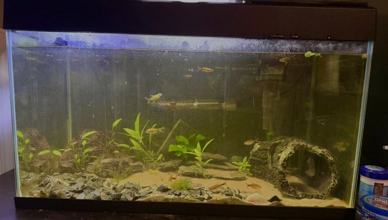 Fish tank with all required