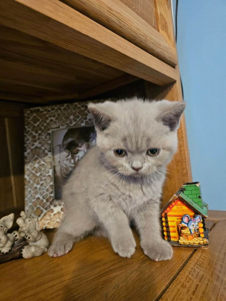 British shorthair kittens for sale 