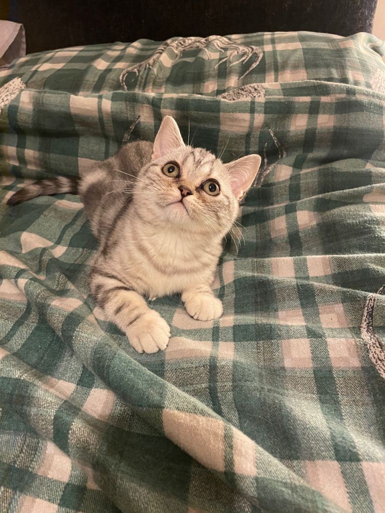 British shorthair silver tabby girl kitten
