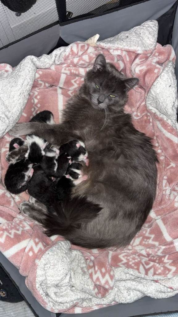 4 beautiful fluffy kittens