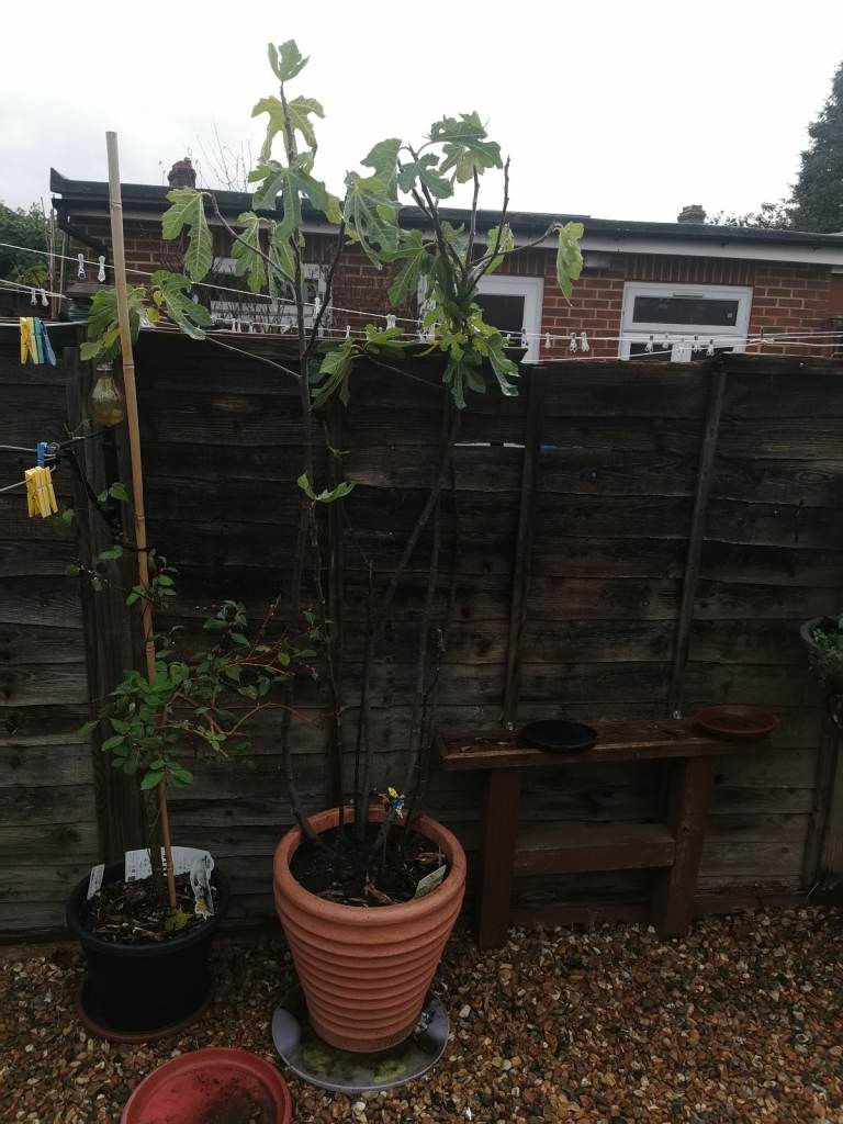 Potted patio fig plant for sale 