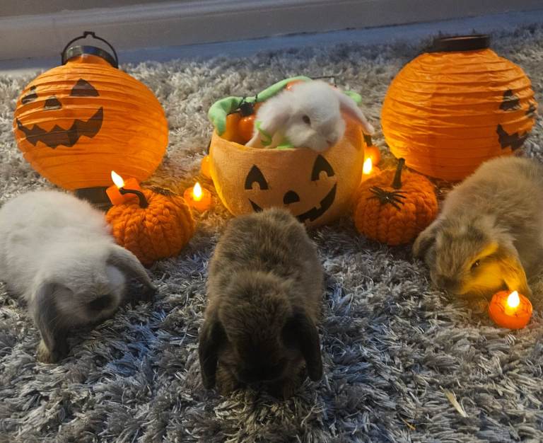 Baby bunnies ready to leave now 