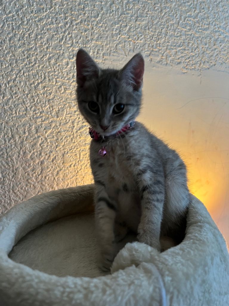Two cats for sale 