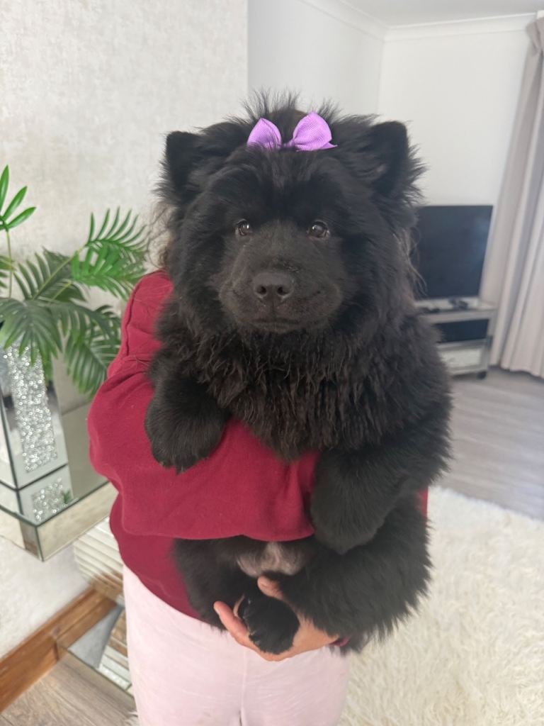 1 black chow left reduced and ready to leave 