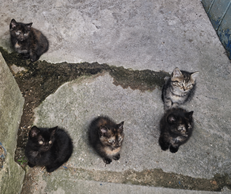 Gorgeous kittens for sale