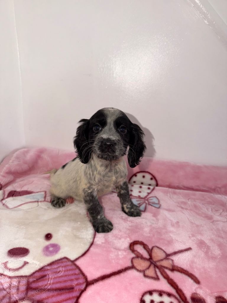 Cocker spaniel puppies 