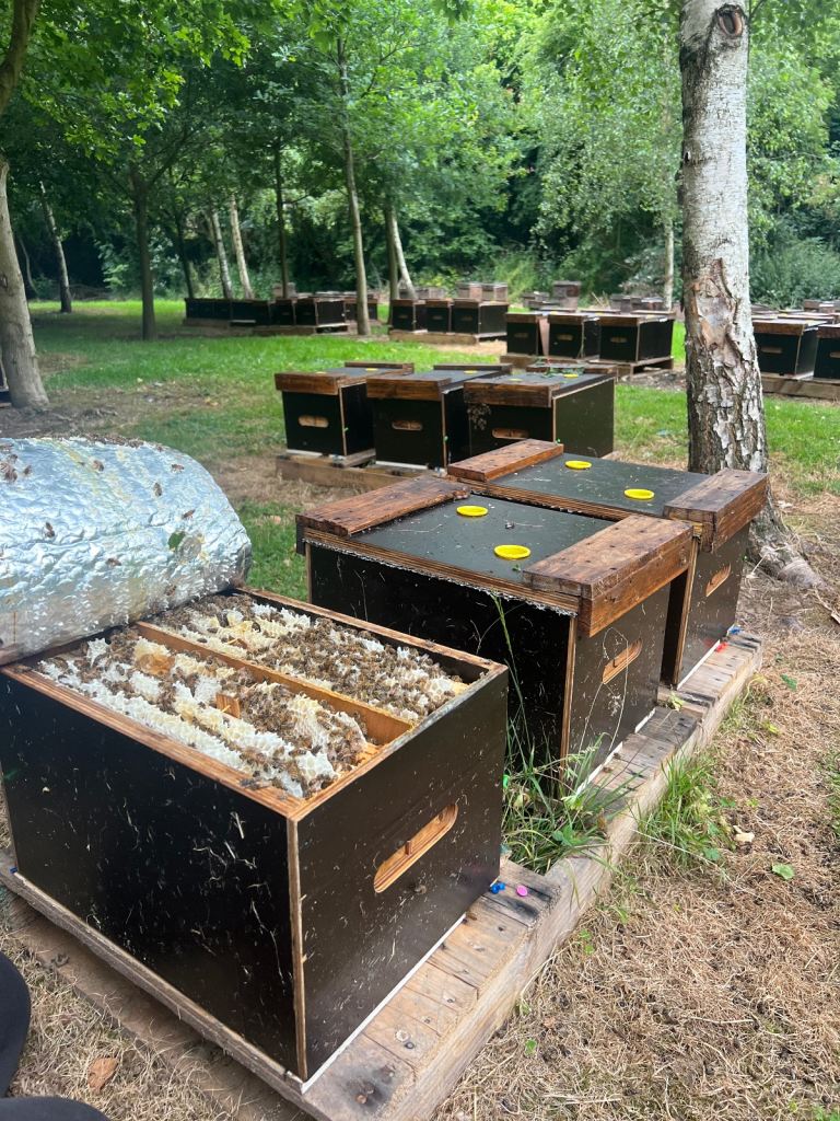 2026 overwintered Nucs 