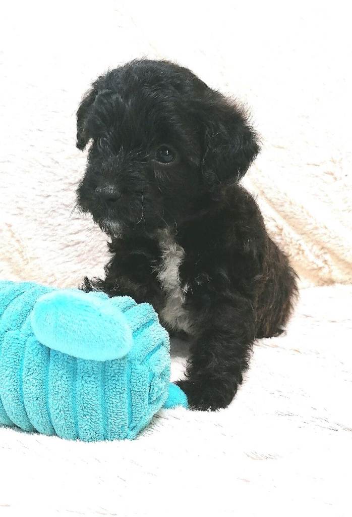 7 Beautiful Miniature Jackapoo puppies 