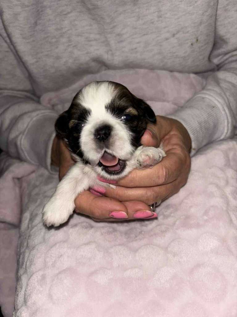 Shihtzu puppies