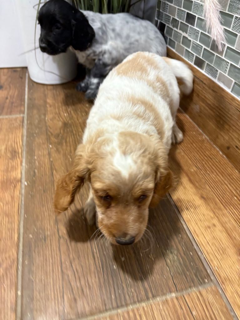F1B cockapoo pups Ready 20-12