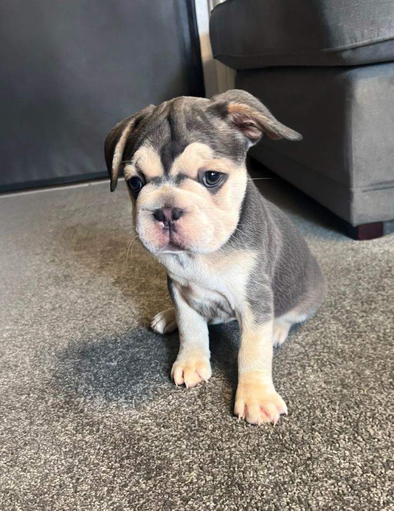 French Bulldog puppies for sale