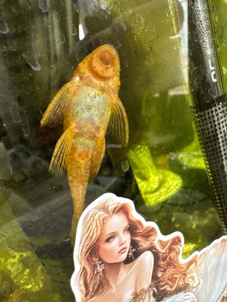 Albino pleco 