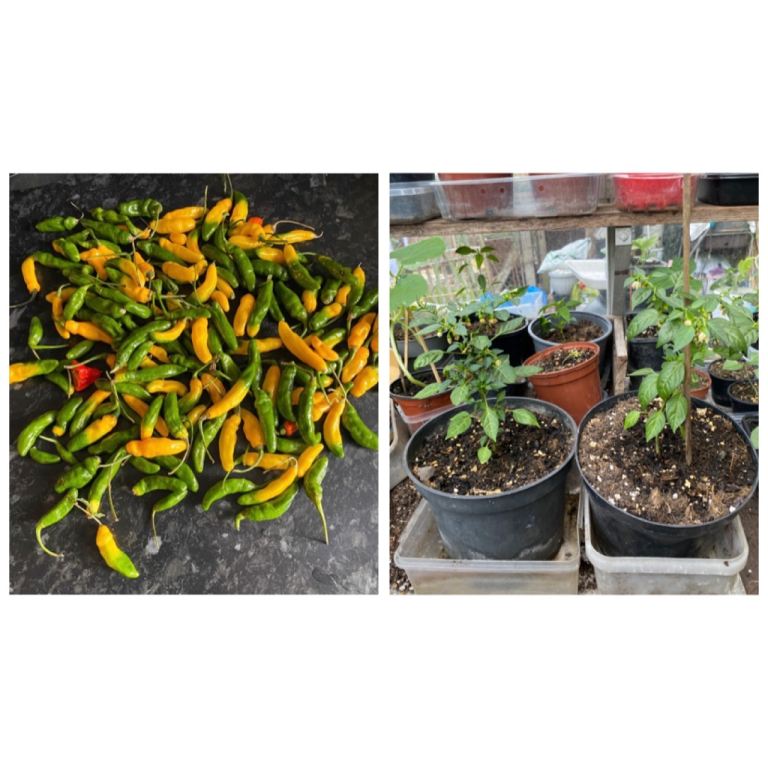 Chilli plants (Gherani moris) x6