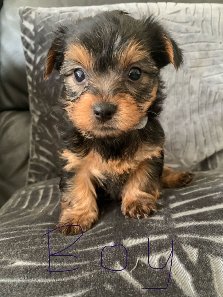 Yorkshire terrier puppies 4 males 2 females