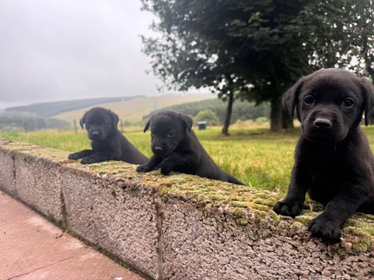 Kennel Club Registered Labradors Puppies