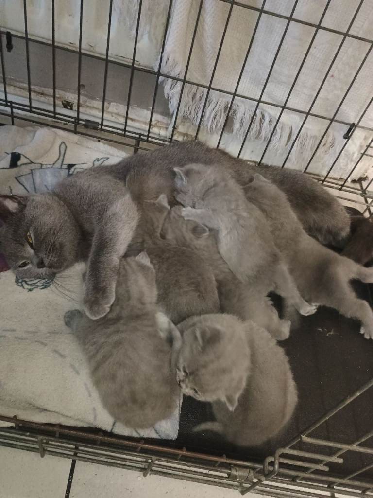 British shorthair kittens