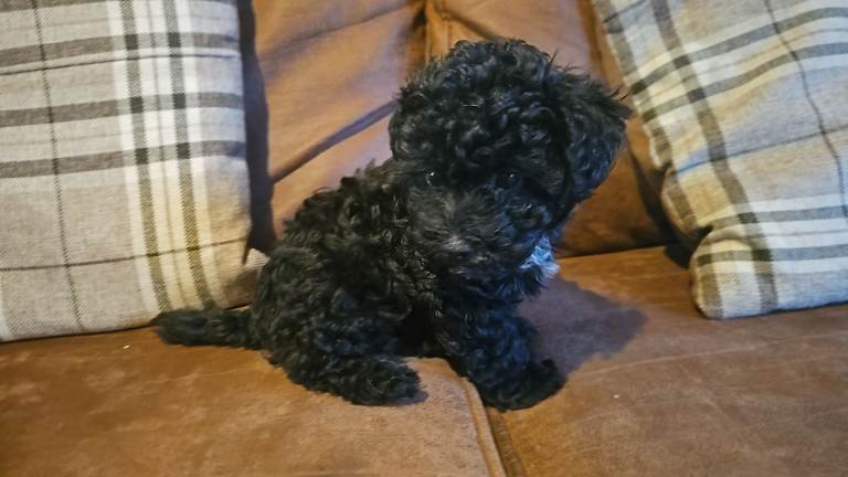 yorkiepoo 