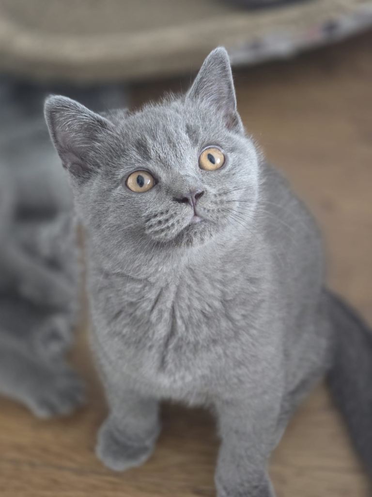 British Shorthair Kittens