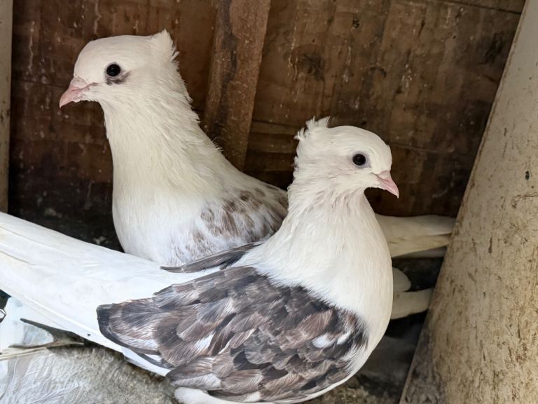 Iranian pigeons for sale 