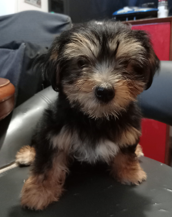 Yorkshire Terrier Puppy 6 months old - Male - small breed
