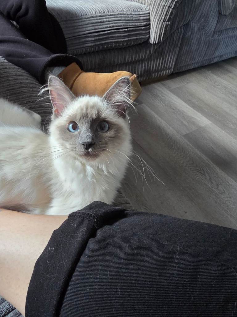 2 ragdoll kittens