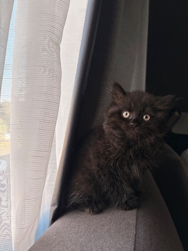 Black kitten 