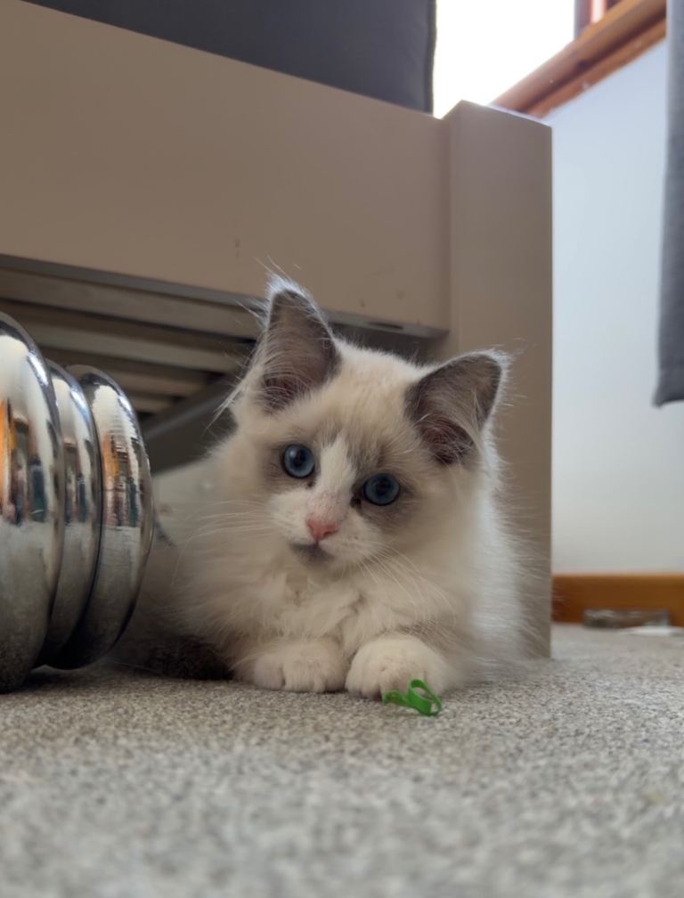 Ragdoll kitten 