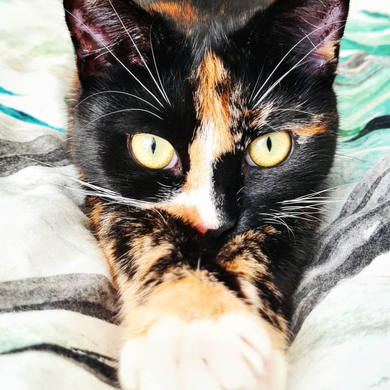 Beautiful Tortoiseshell Cat Seeking a Loving New Home