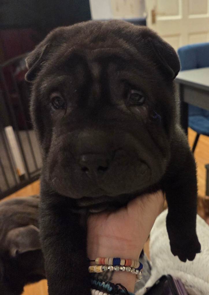 💙 READY NOW. SHAR PEI BOY 💙