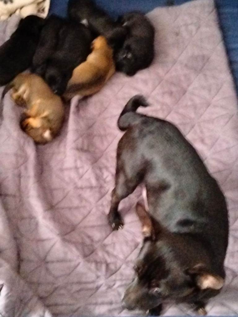 6 cheweenie pups 