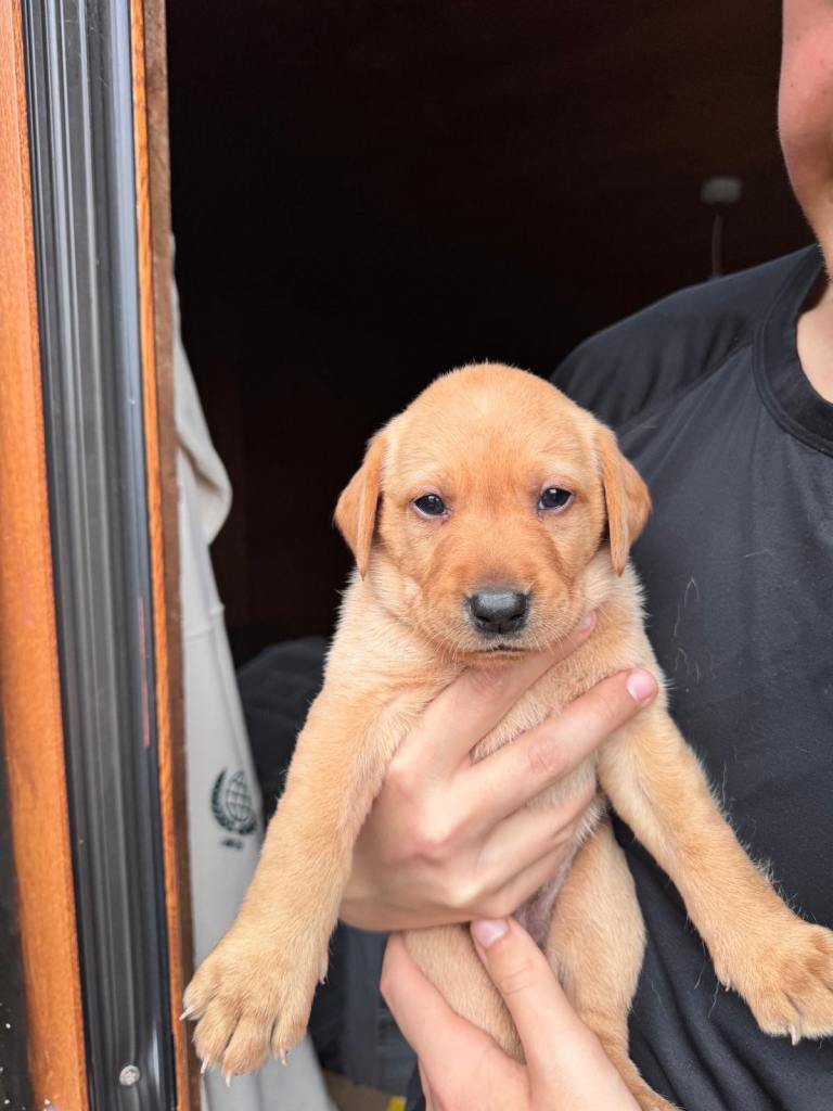 Beautiful Labrador pups 