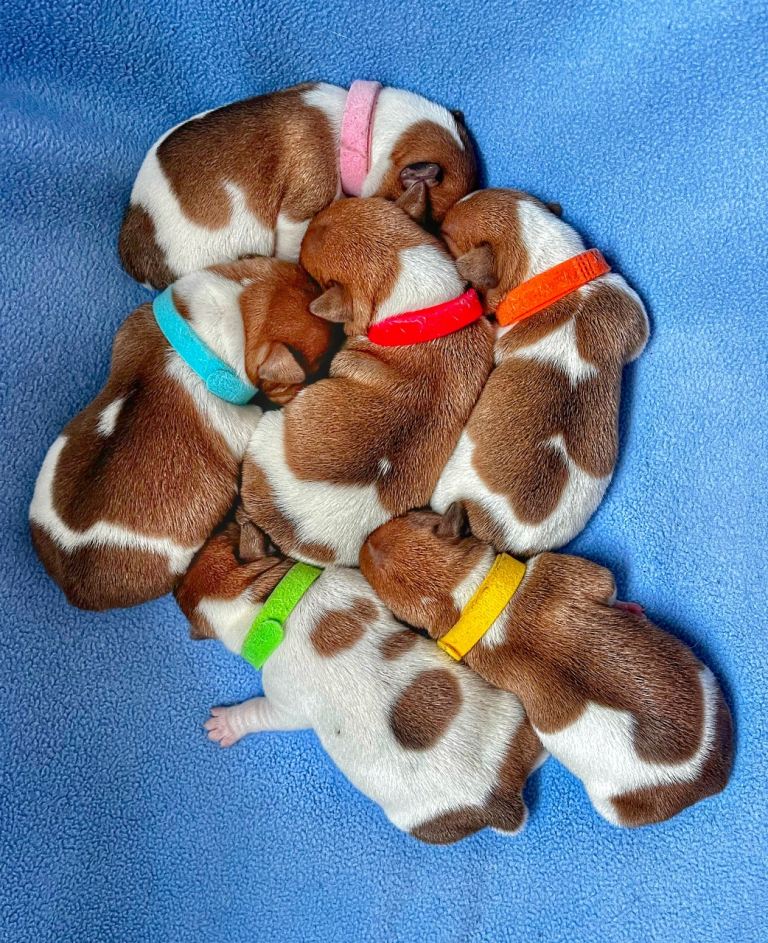 🐶 🐶 Jack Russell Puppies Available 🐶