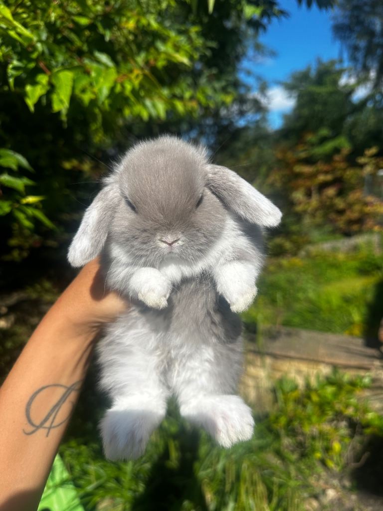 Beautiful Mini Lop Bunny’s 
