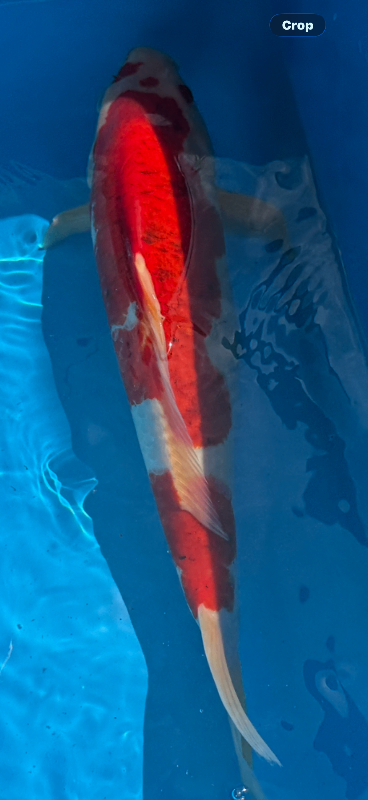 Japanese koi carp from Otsuka and hirasawa koi farms