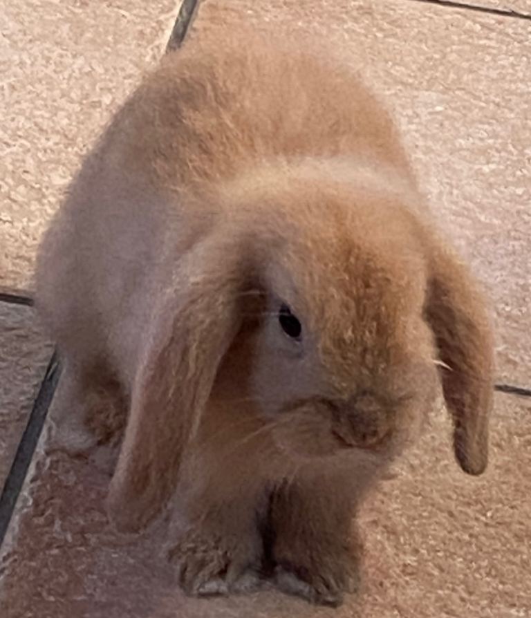 Rabbits Available 3 left