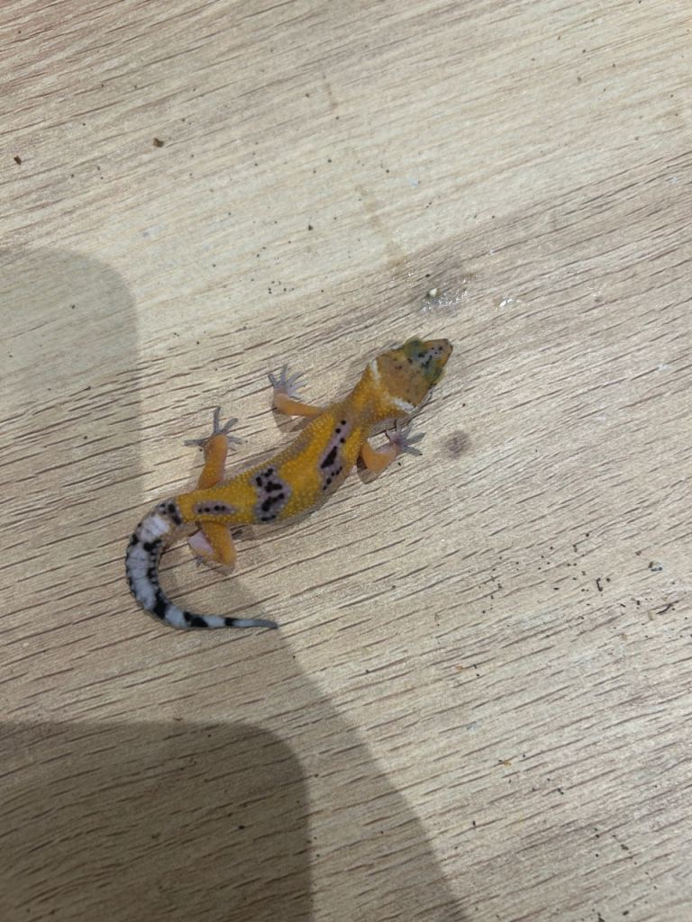 Baby leopard geckos for sale