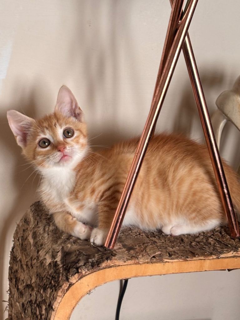 Three beautiful ginger and white kittens 9 weeks young