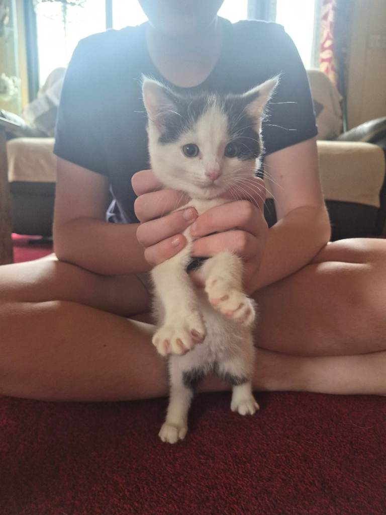Adorable Kittens