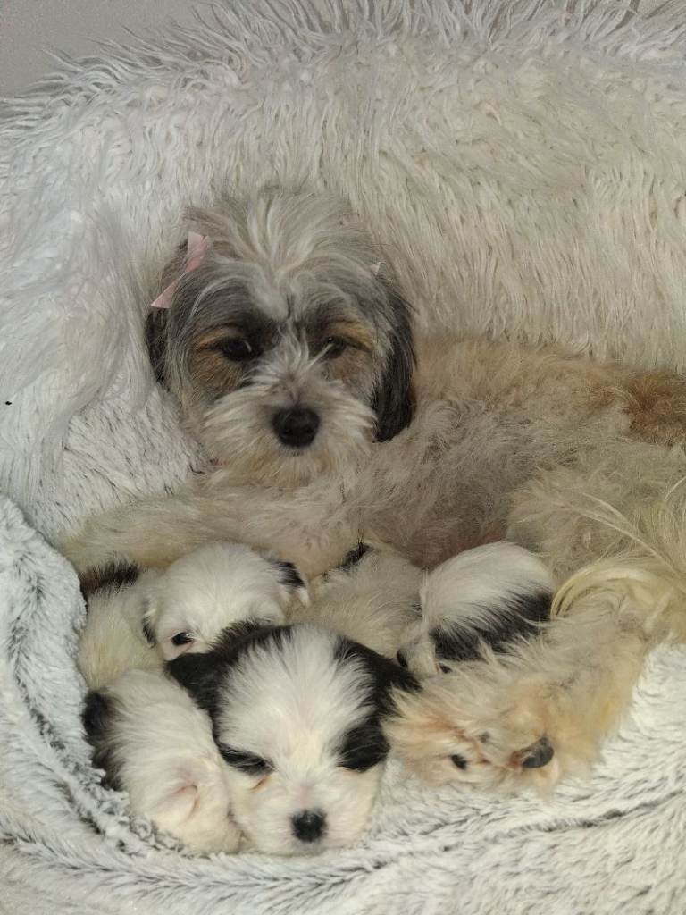 Malshi pups 