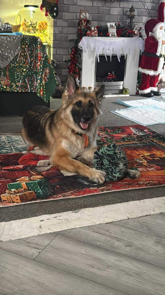 German Shepard male 4yrs