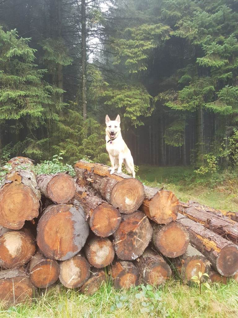 Rehoming wonderful dog