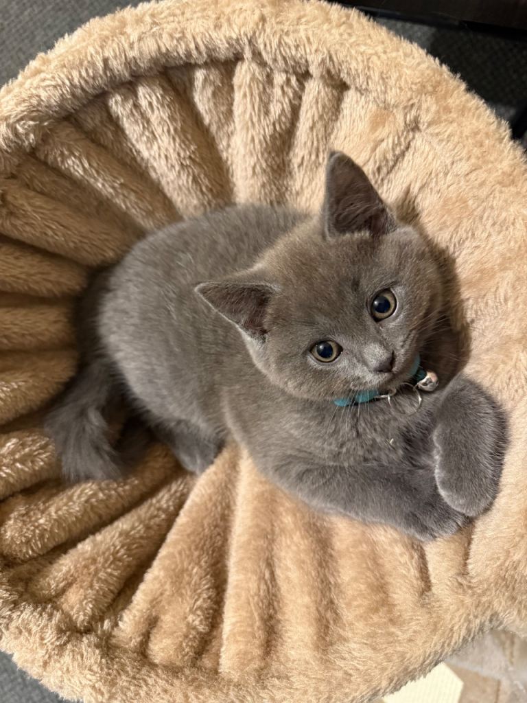 British shorthair Kitten BSH cat