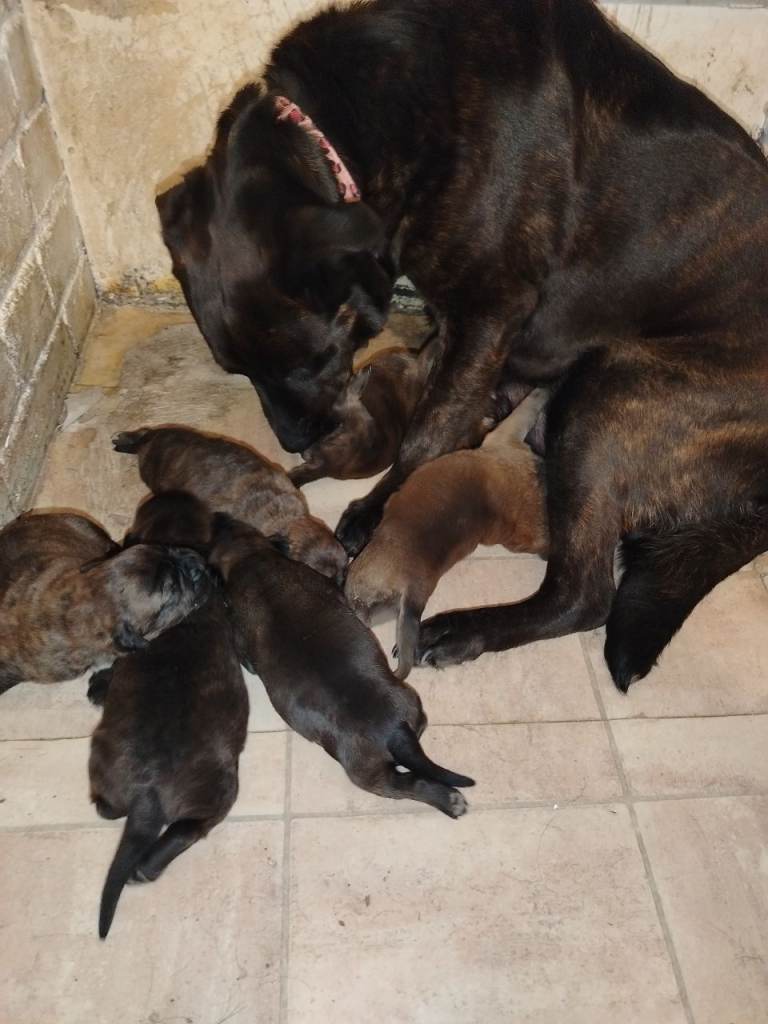 Mastiff mix puppies 