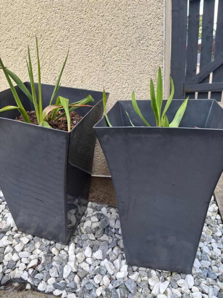 Garden pots with young yuccas
