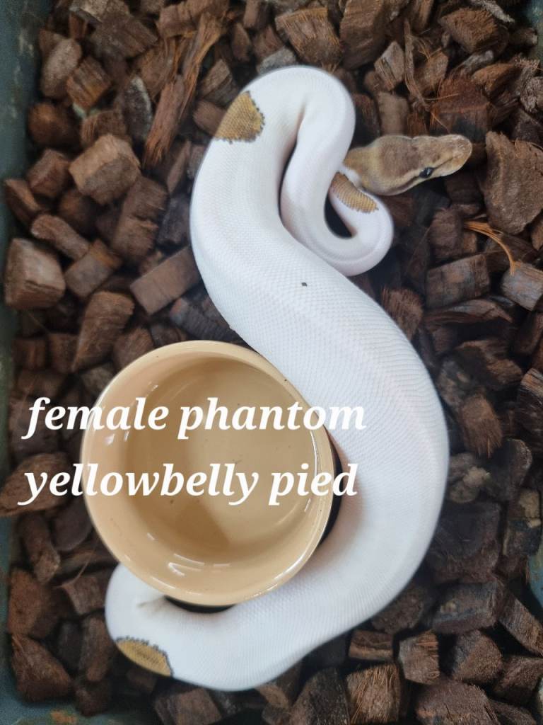 Royal pythons 