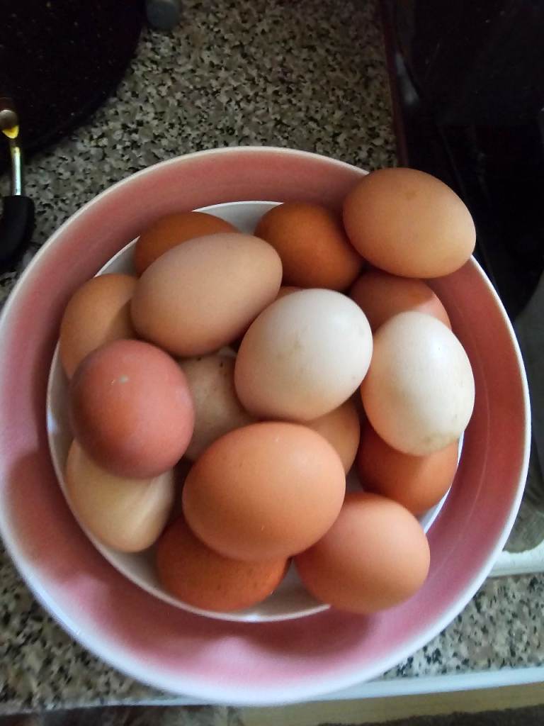 Chicken Eggs