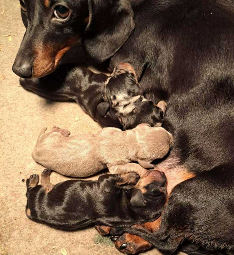 Miniature dachshound 