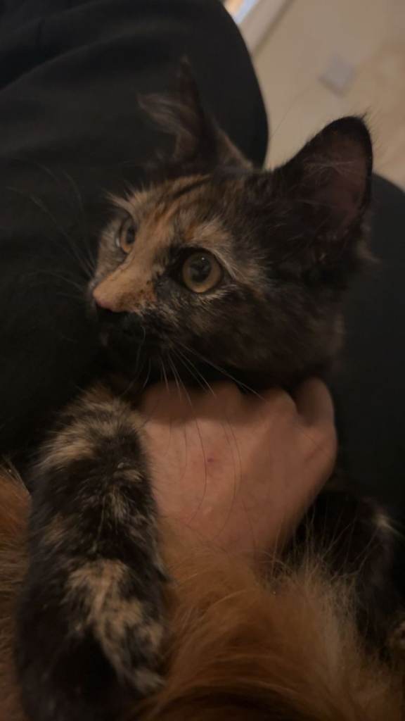🐾 Beautiful Kittens & Young Cat Ready for Forever Homes